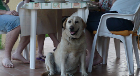 dog dinner table